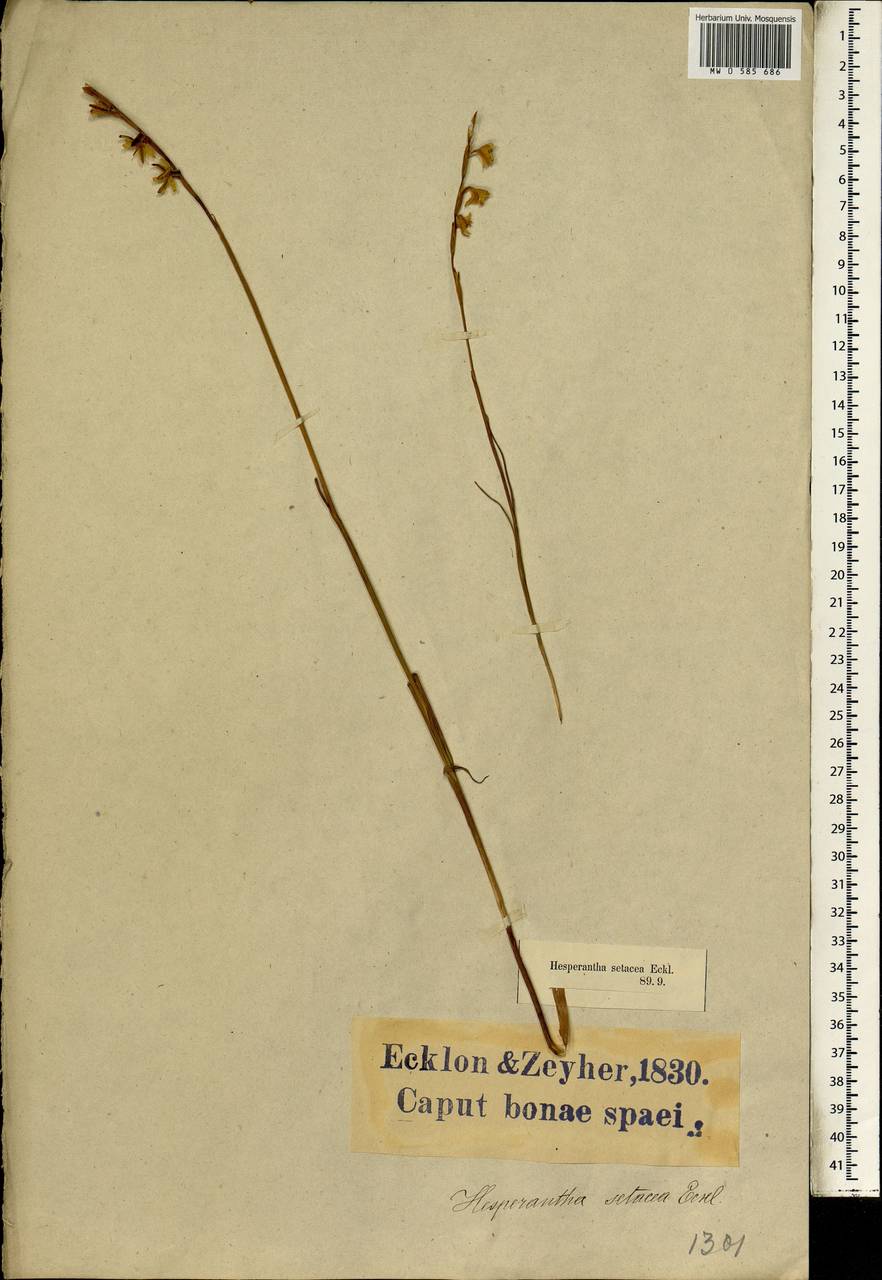 Hesperantha radiata (Jacq.) Ker Gawl., Africa (AFR) (South Africa)