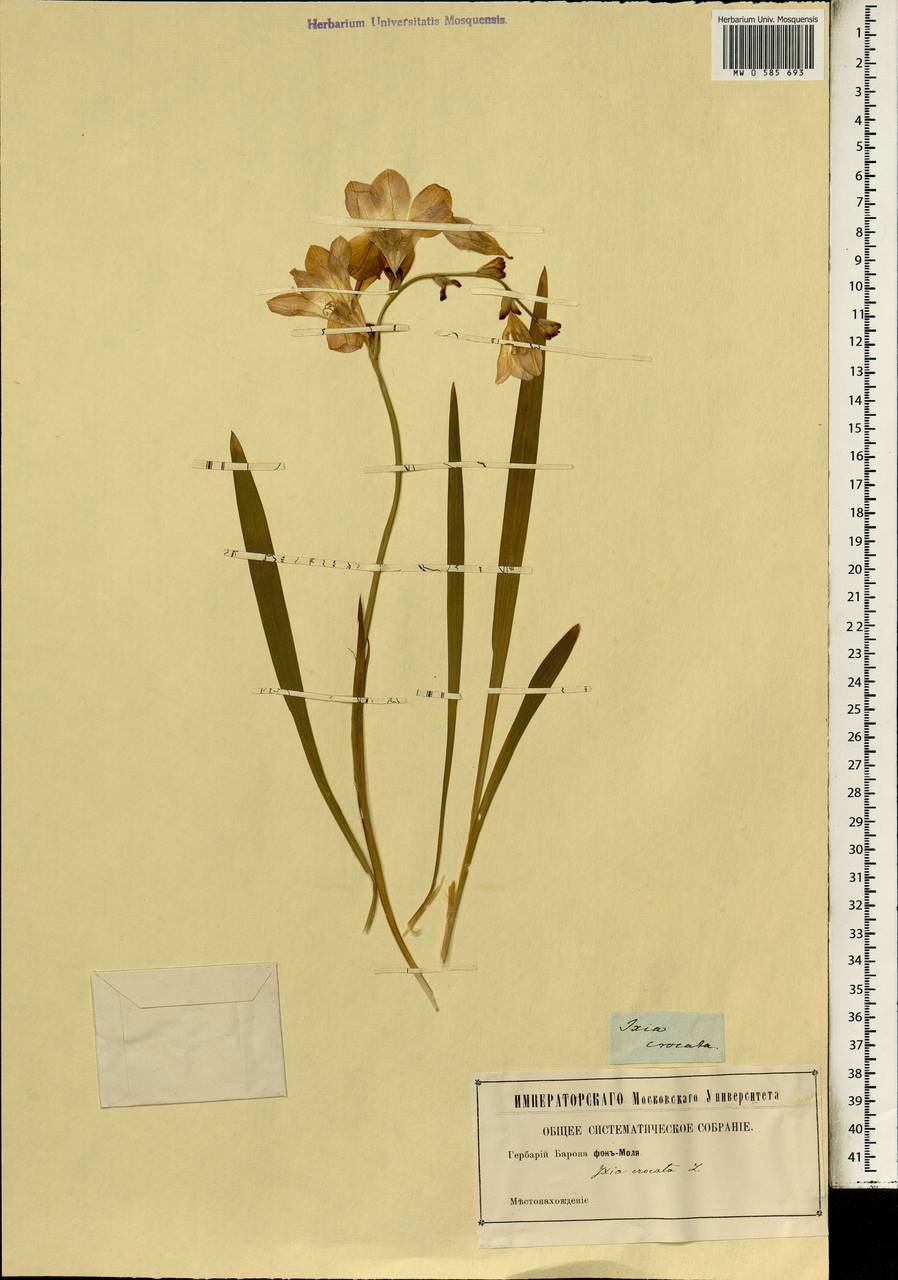 Tritonia crocata (L.) Ker Gawl., Africa (AFR) (Not classified)