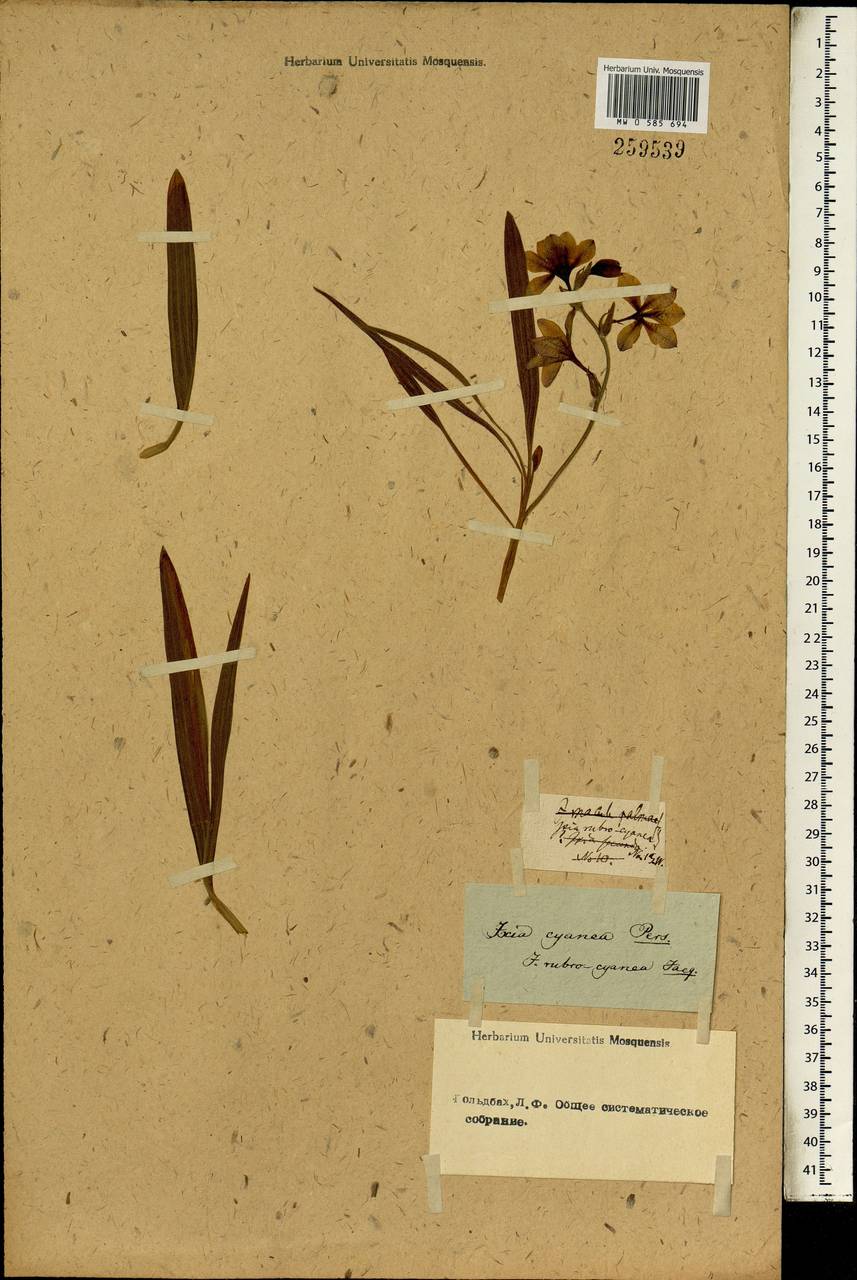 Babiana rubrocyanea (Jacq.) Ker Gawl., Africa (AFR) (Not classified)