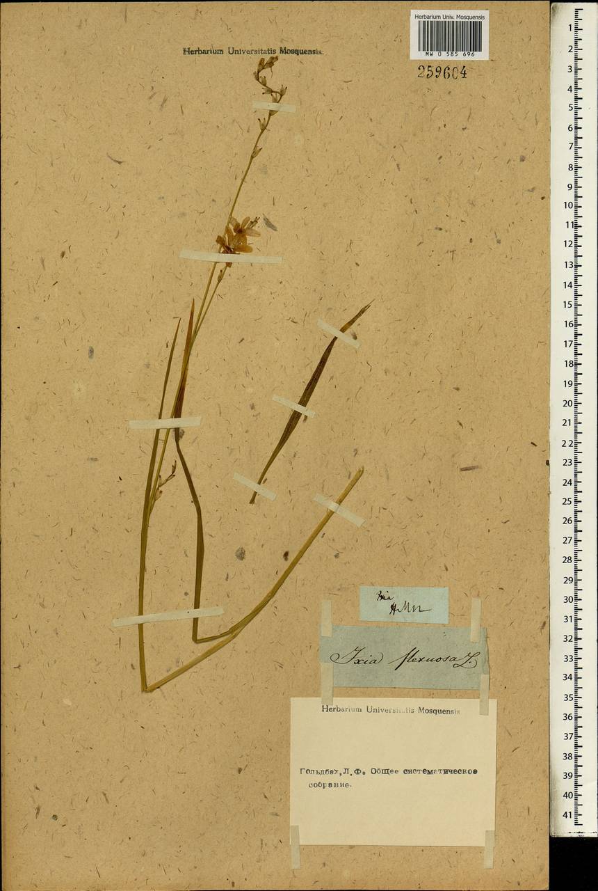 Ixia flexuosa L., Africa (AFR) (Not classified)