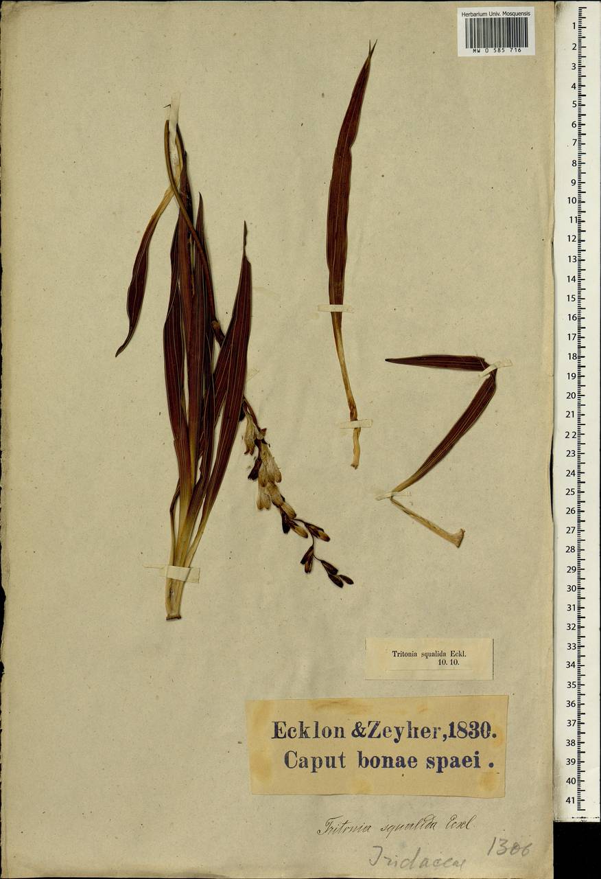 Tritonia squalida (Aiton) Ker Gawl., Africa (AFR) (South Africa)