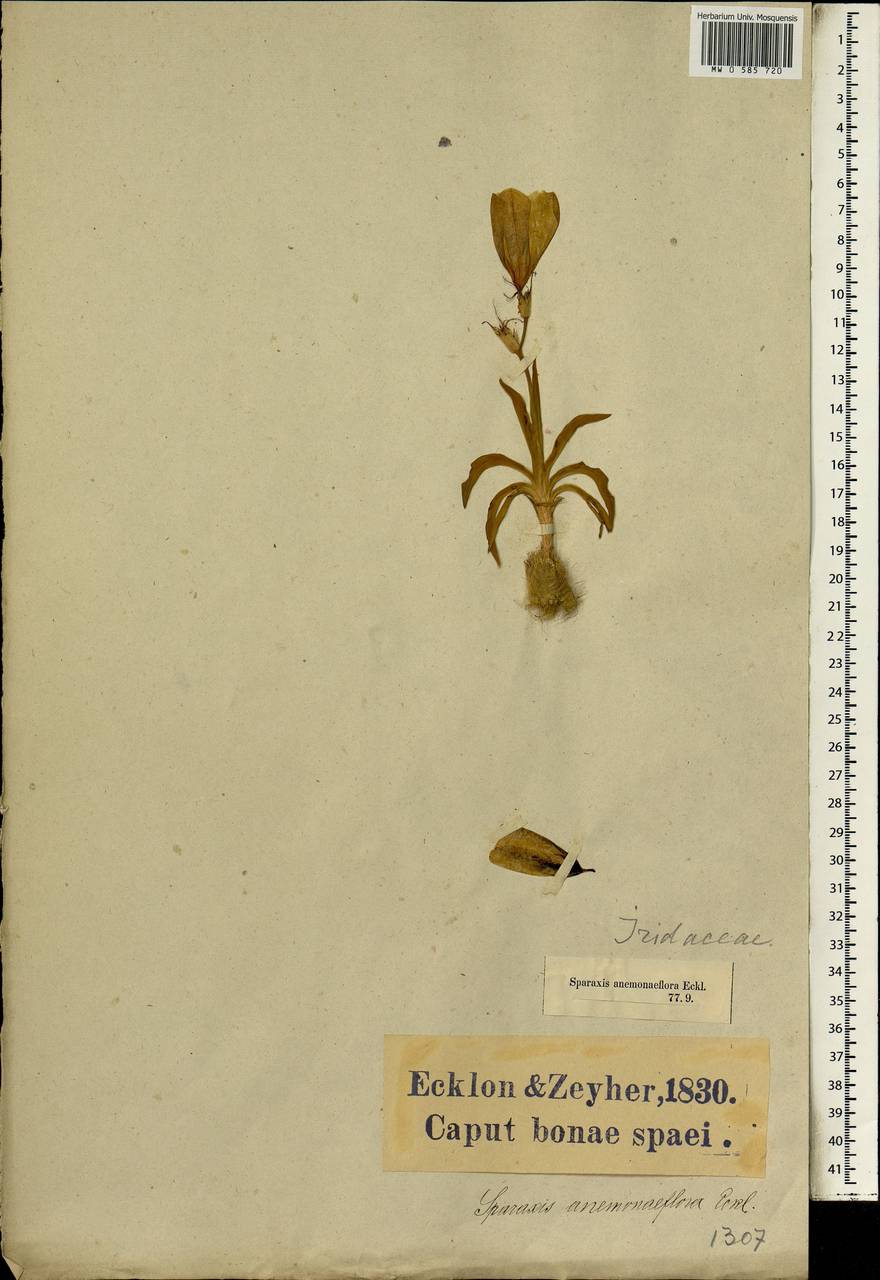 Ixia campanulata Houtt., Africa (AFR) (South Africa)