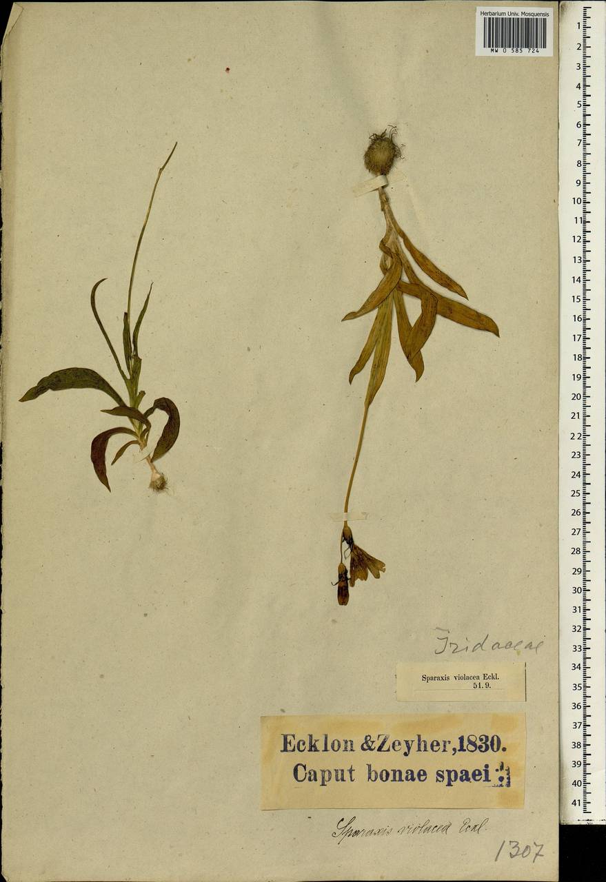 Sparaxis grandiflora subsp. violacea (Eckl.) Goldblatt, Africa (AFR) (South Africa)
