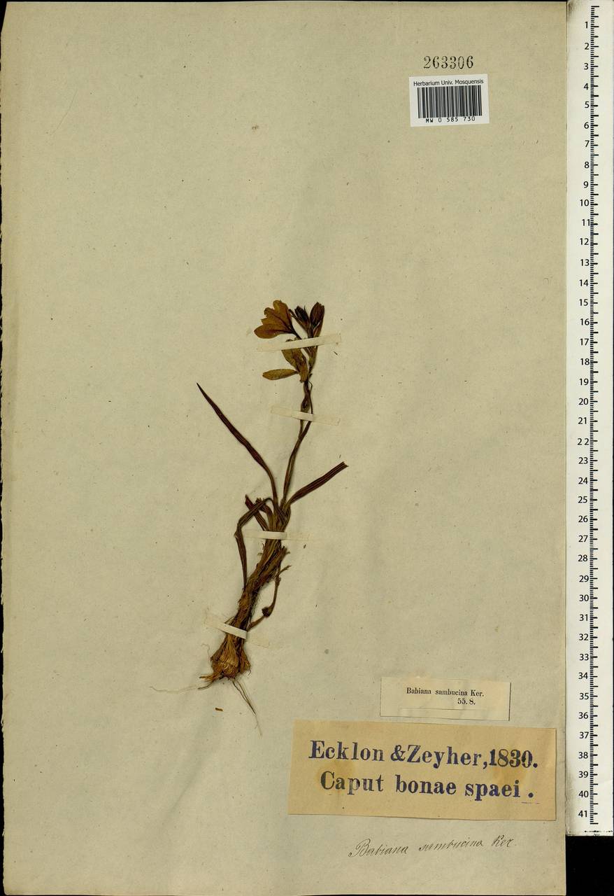 Babiana sambucina (Jacq.) Ker Gawl., Africa (AFR) (South Africa)