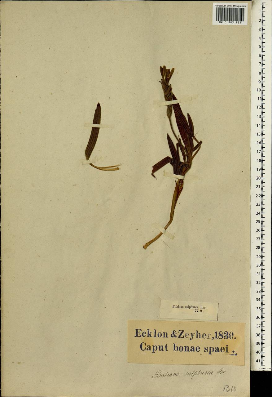 Babiana sulphurea, Africa (AFR) (South Africa)
