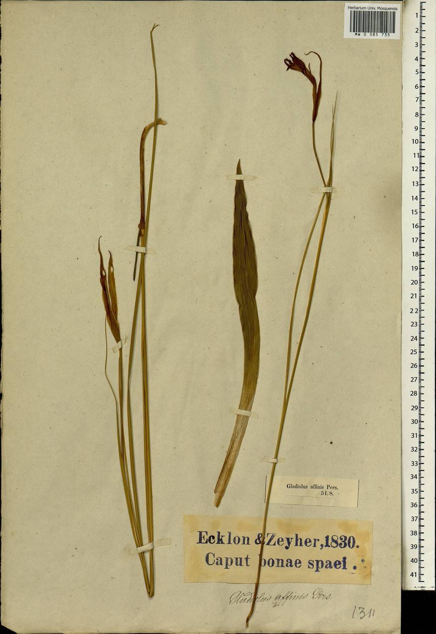 Gladiolus undulatus L., Africa (AFR) (South Africa)