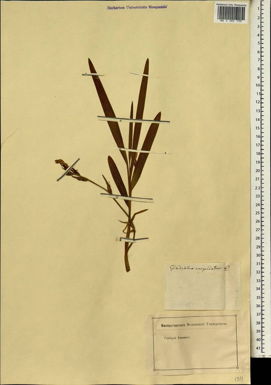 Gladiolus undulatus L., Africa (AFR) (Not classified)