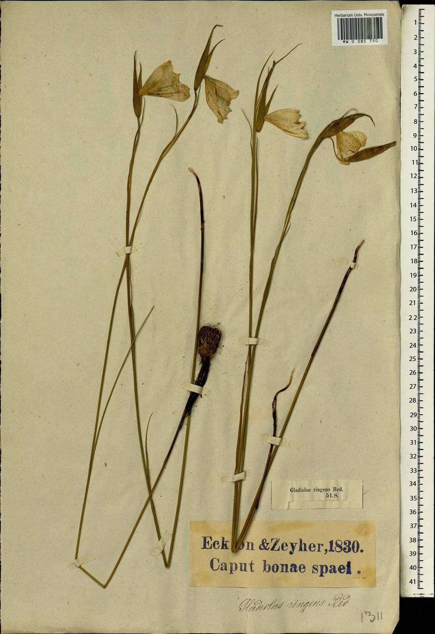 Gladiolus carinatus Aiton, Africa (AFR) (South Africa)