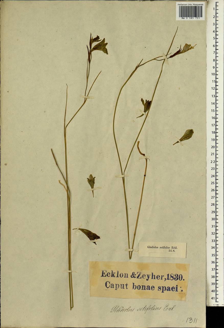 Gladiolus gracilis Jacq., Africa (AFR) (South Africa)