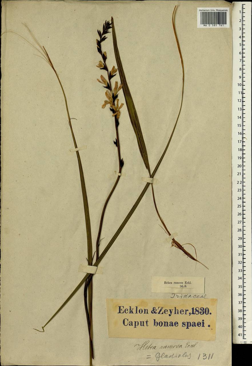 Tritoniopsis ramosa (Klatt) G.J.Lewis, Africa (AFR) (South Africa)