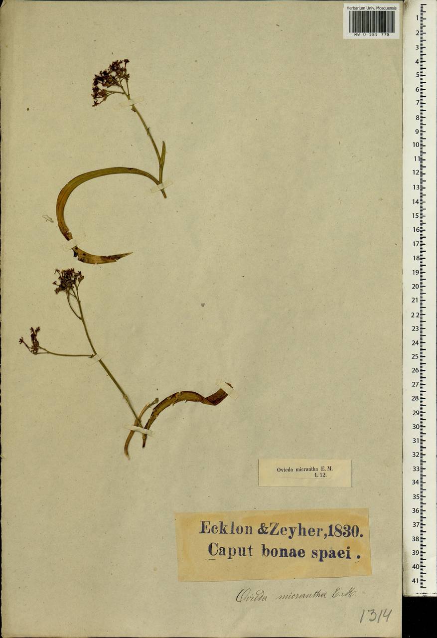 Lapeirousia micrantha (E.Mey. ex Klatt) Baker, Africa (AFR) (South Africa)