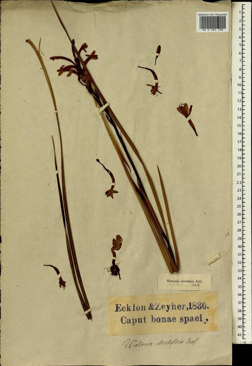 Watsonia strictiflora Ker Gawl., Africa (AFR) (South Africa)