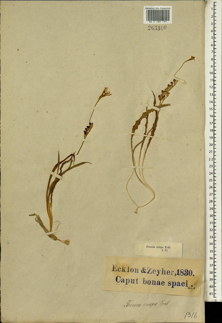 Tritonia undulata (Burm.f.) Baker, Africa (AFR) (South Africa)