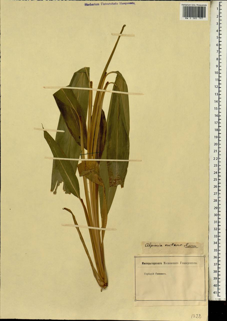 Alpinia nutans (L.) Roscoe, Africa (AFR) (Not classified)