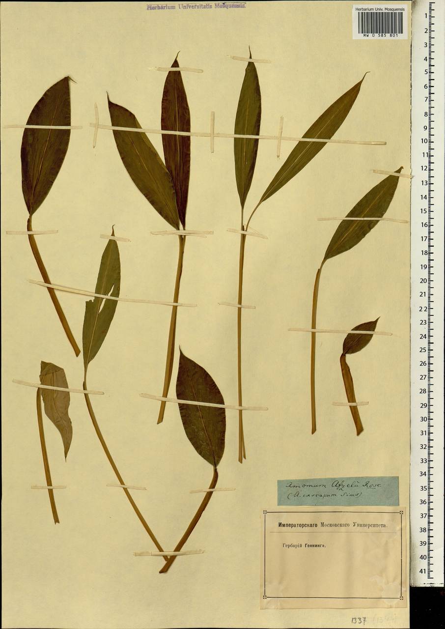 Aframomum strobilaceum (Sm.) Hepper, Africa (AFR) (Not classified)