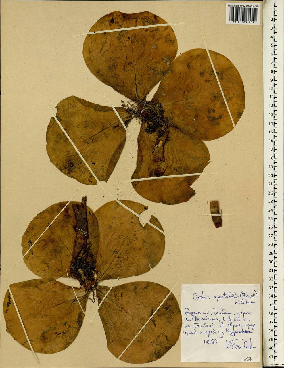 Costus spectabilis (Fenzl) K.Schum., Africa (AFR) (Ethiopia)