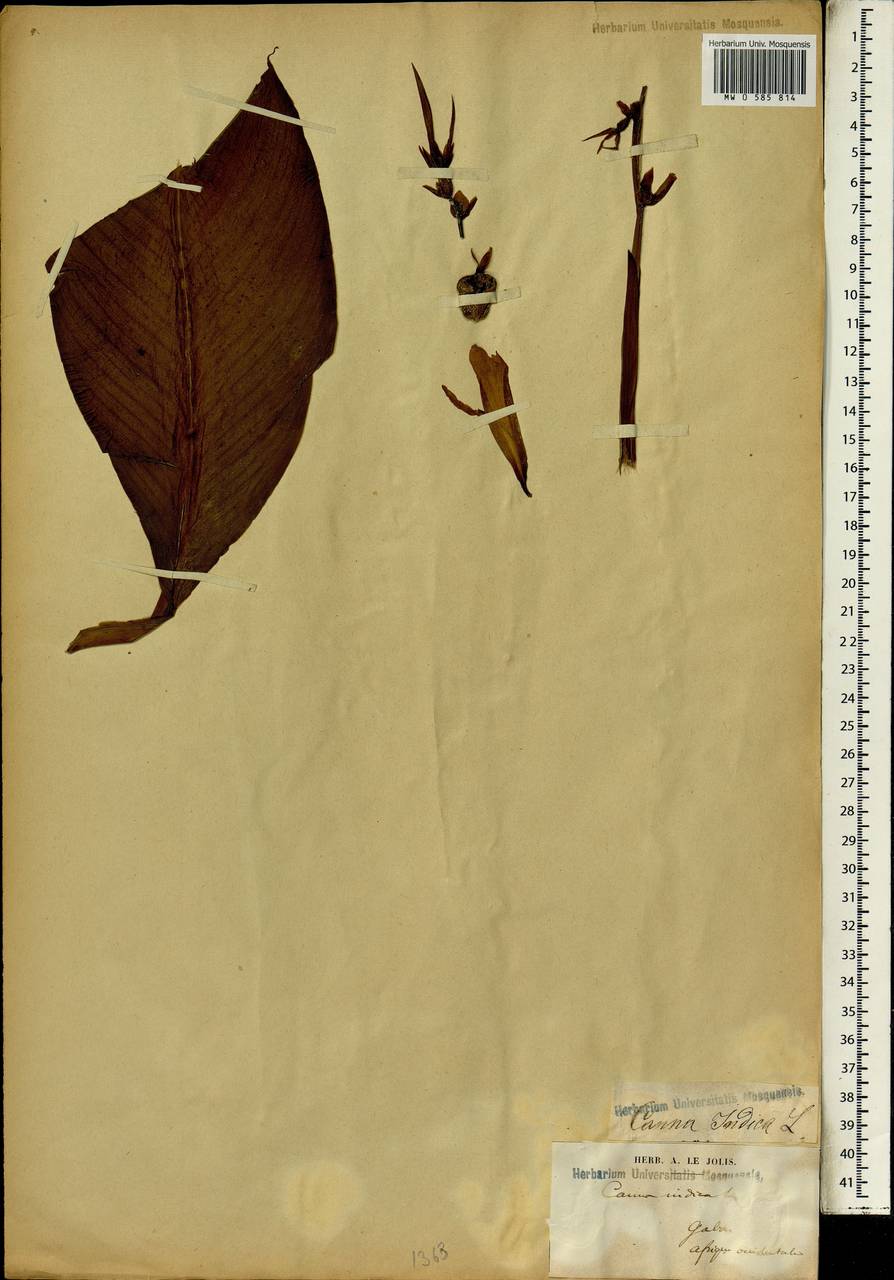 Canna indica L., Africa (AFR) (Gabon)