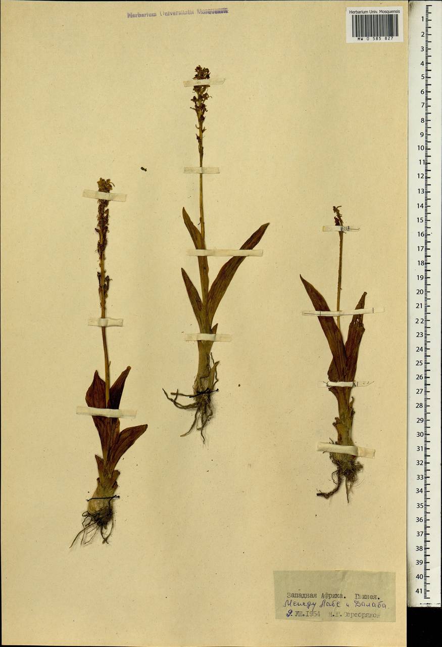 Orchidaceae, Africa (AFR) (Guinea)