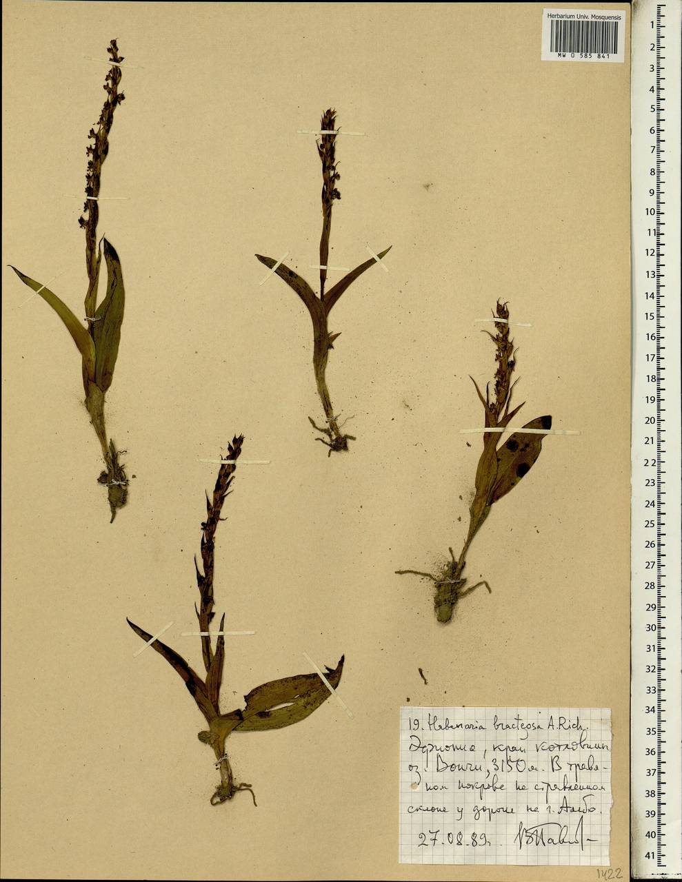 Habenaria bracteosa Hochst. ex A.Rich., Africa (AFR) (Ethiopia)
