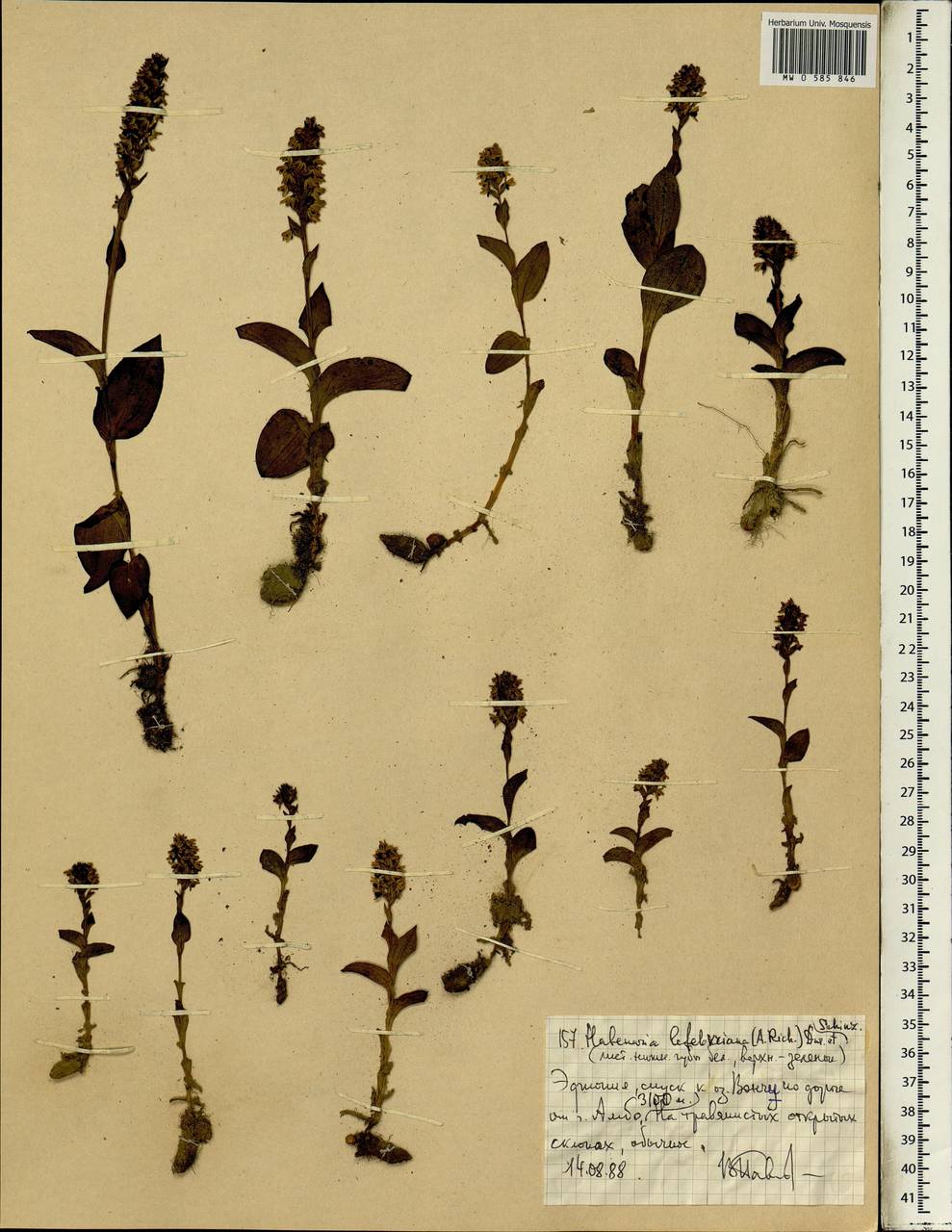 Habenaria lefebureana (A.Rich.) T.Durand & Schinz, Africa (AFR) (Ethiopia)