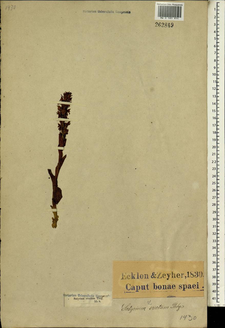 Satyrium erectum Sw., Africa (AFR) (South Africa)