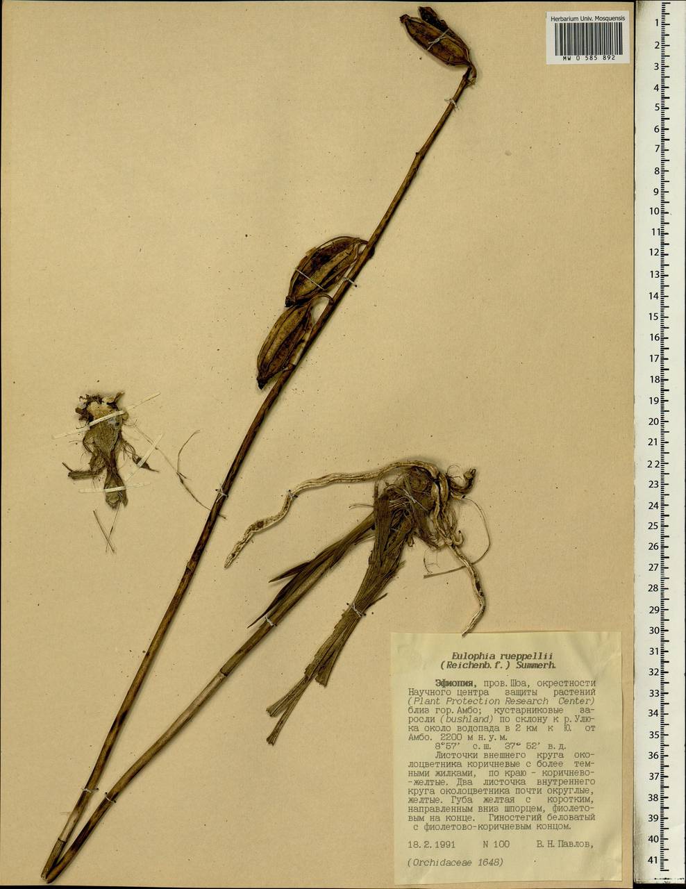 Eulophia streptopetala Lindl., Africa (AFR) (Ethiopia)