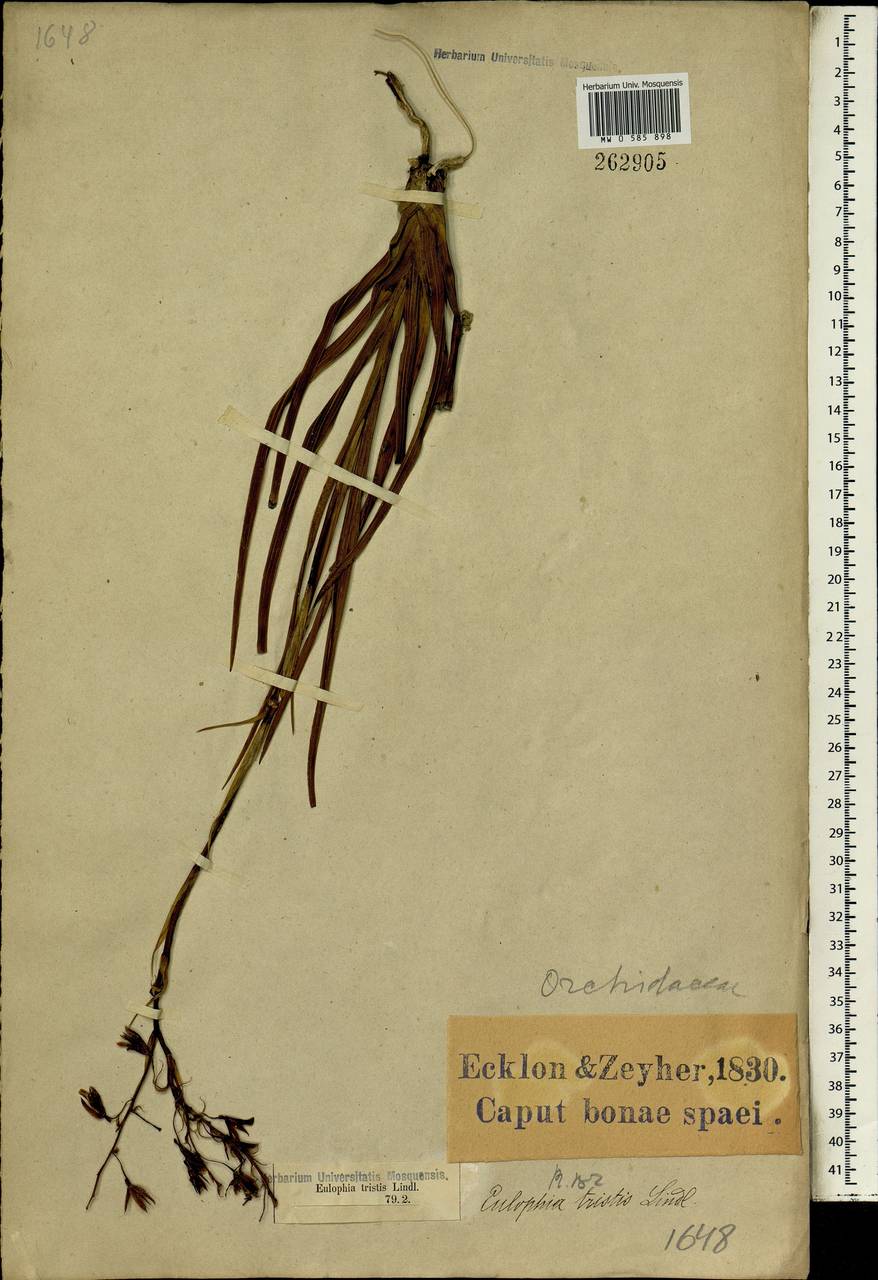 Acrolophia capensis (P.J.Bergius) Fourc., Africa (AFR) (South Africa)
