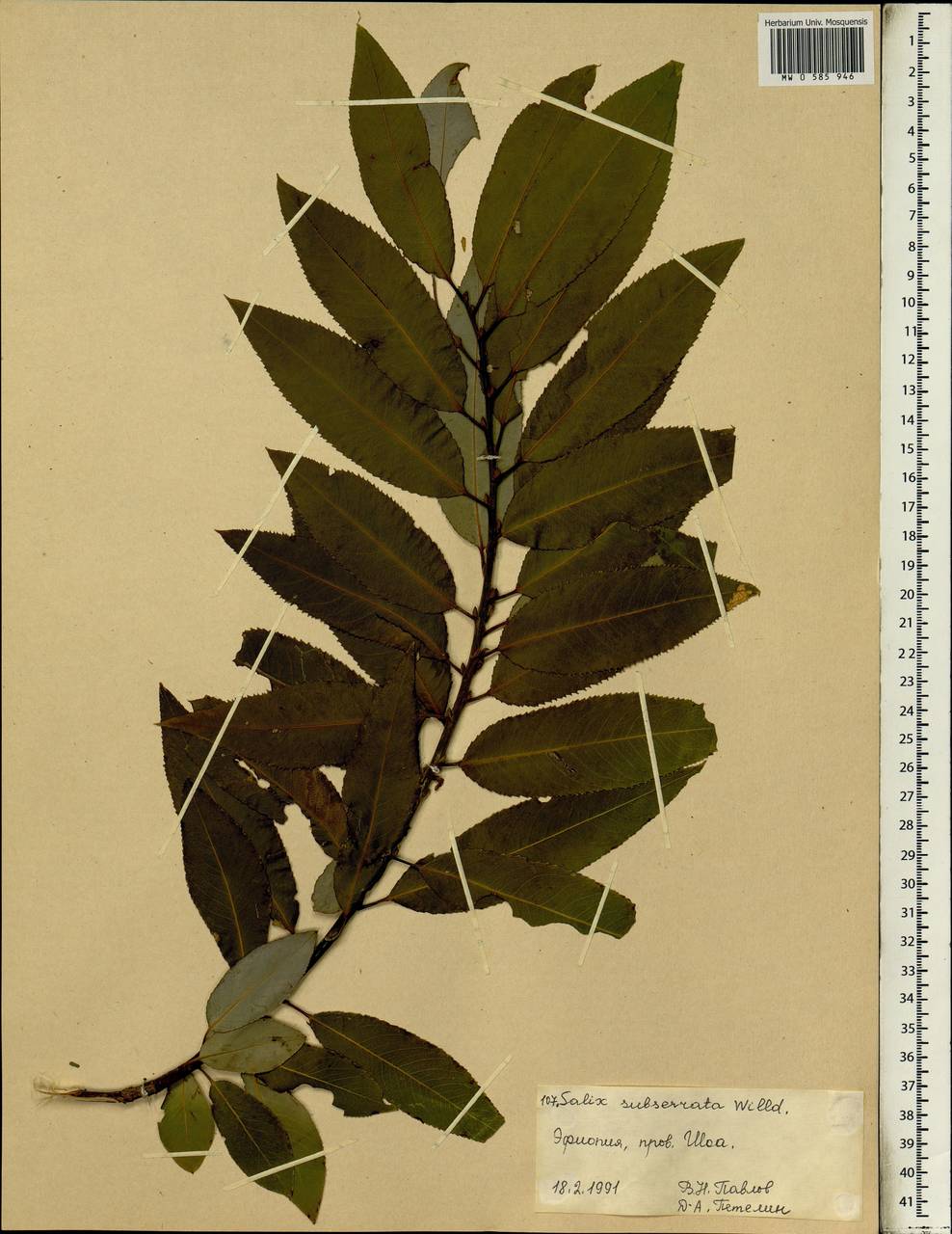 Salix mucronata subsp. subserrata (Willd.) R.H.Archer & Jordaan, Africa (AFR) (Ethiopia)