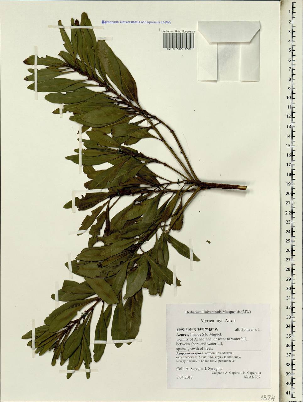 Morella faya (Aiton) R.L. Wilbur, Africa (AFR) (Portugal)