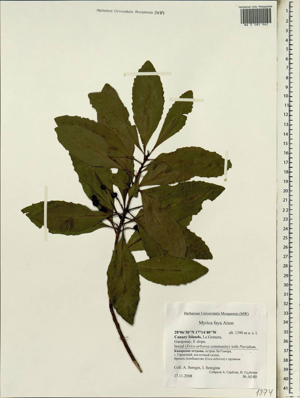 Morella faya (Aiton) R.L. Wilbur, Africa (AFR) (Spain)