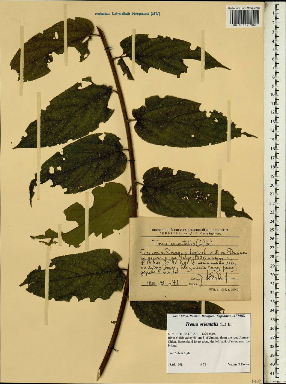 Trema orientalis (L.) Bl., Africa (AFR) (Ethiopia)
