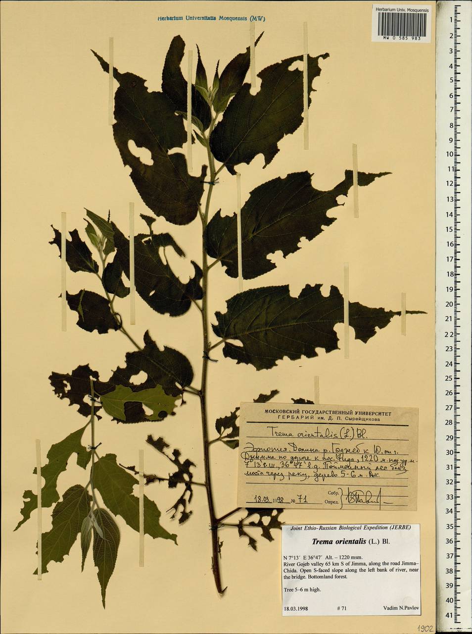 Trema orientalis (L.) Bl., Africa (AFR) (Ethiopia)