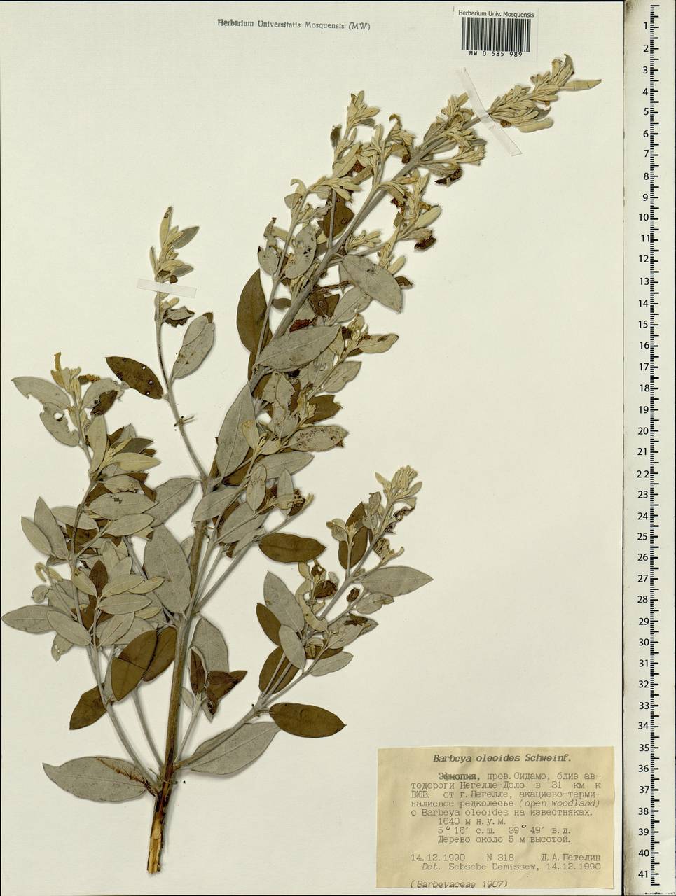 Barbeya oleoides Schweinf. ex Penzig, Africa (AFR) (Ethiopia)
