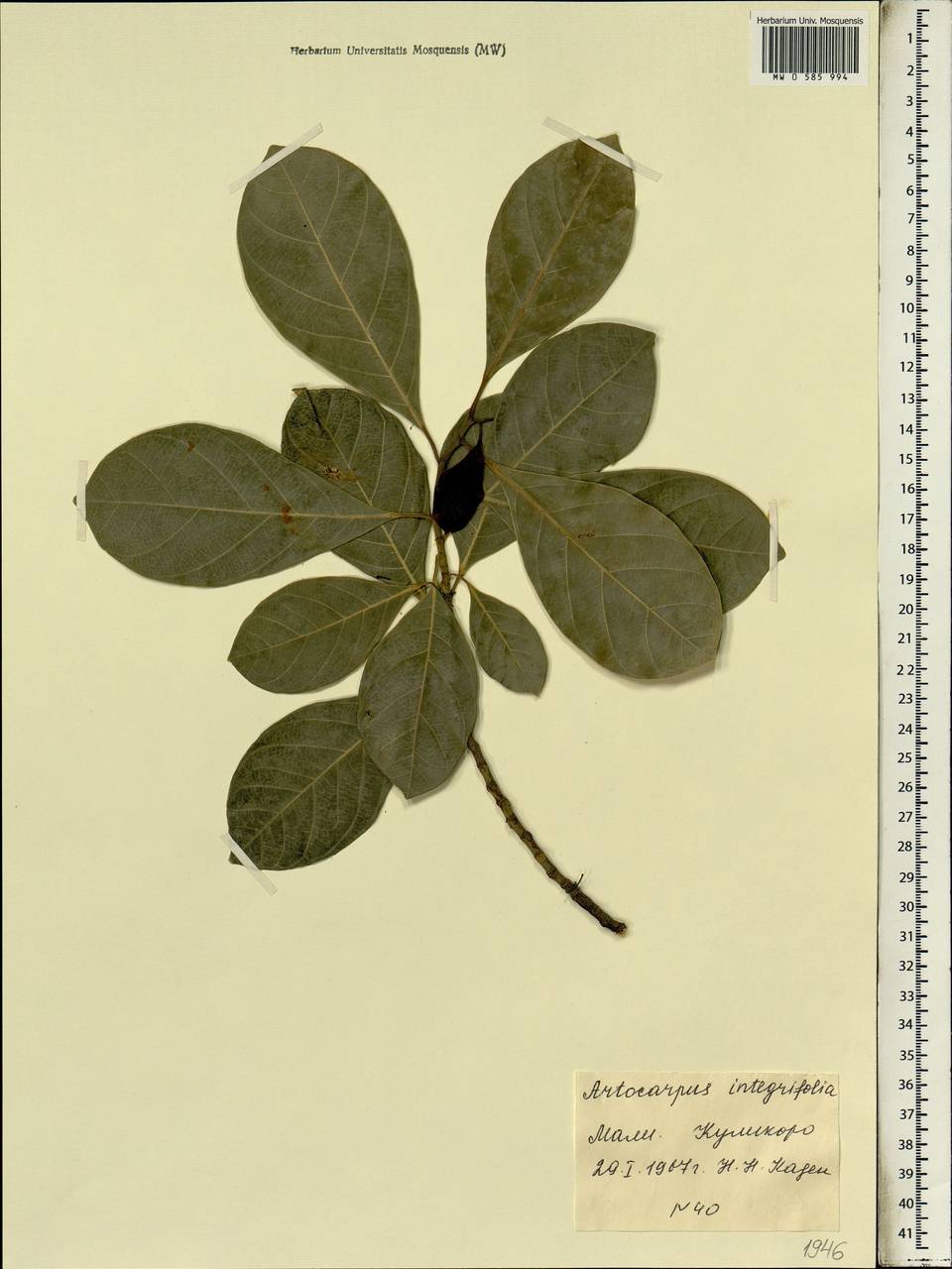 Artocarpus heterophyllus Lam., Africa (AFR) (Mali)