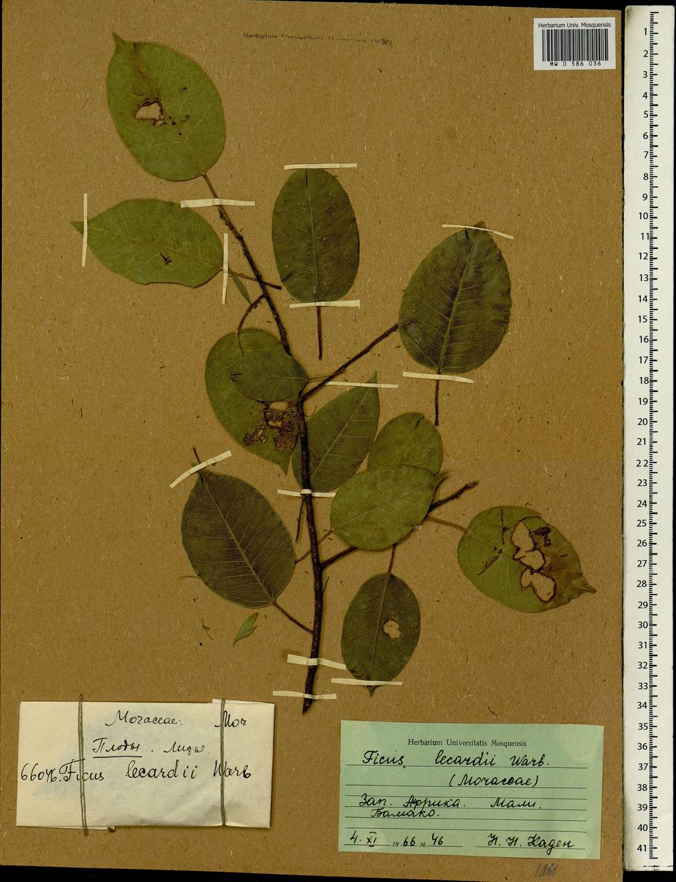 Ficus cordata subsp. lecardii (Warb.) Berg, Africa (AFR) (Mali)