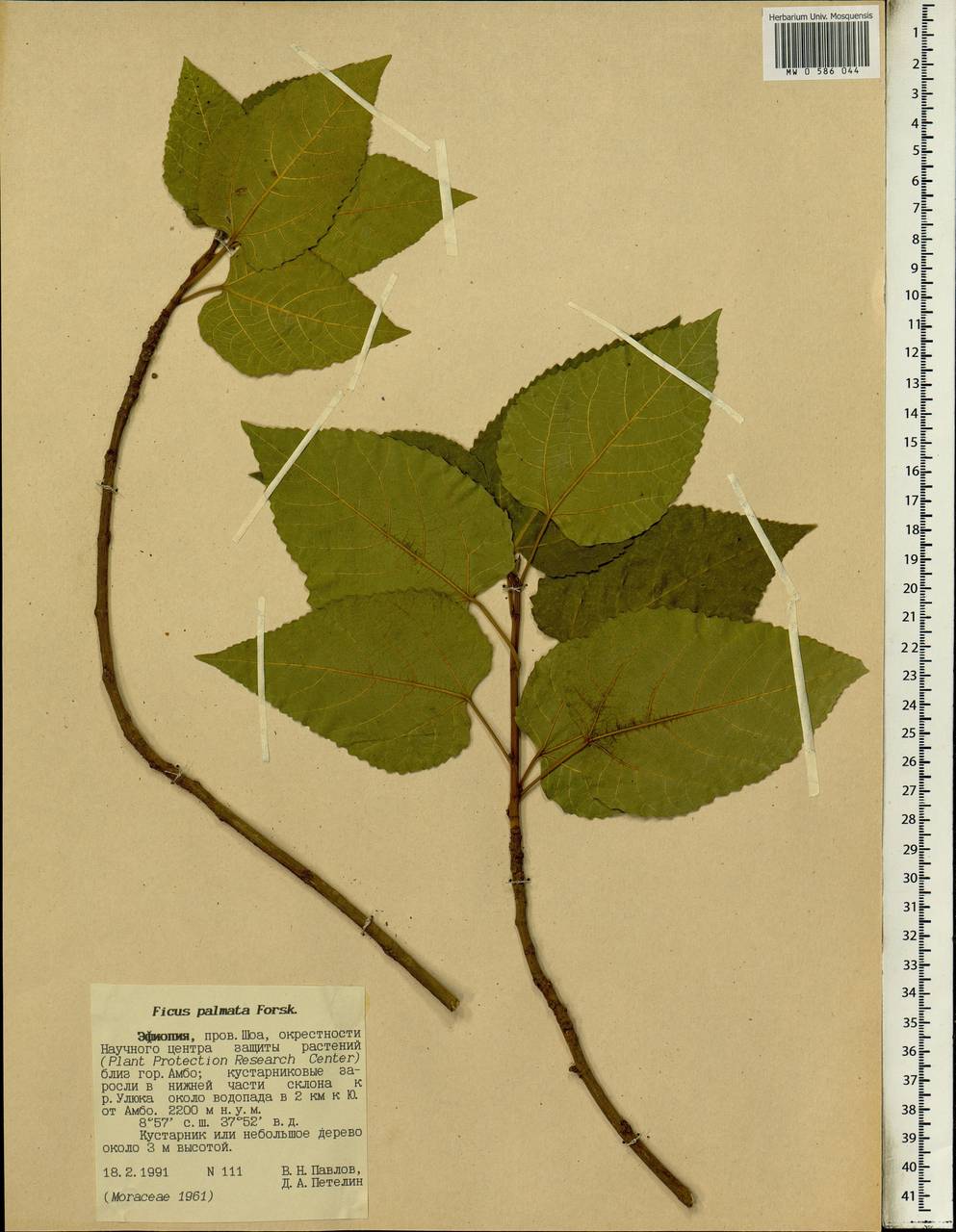 Ficus palmata, Africa (AFR) (Ethiopia)