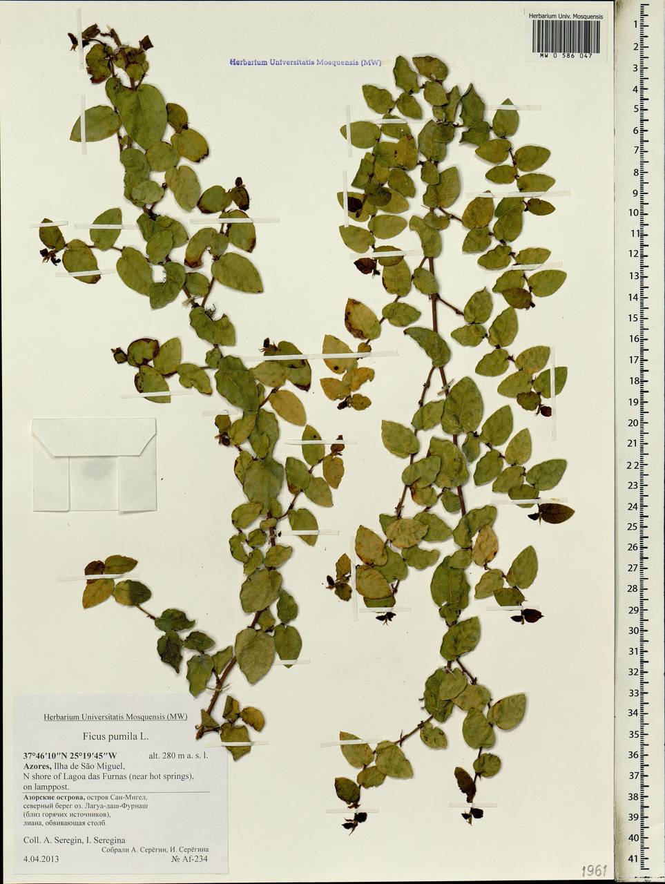 Ficus pumila L., Africa (AFR) (Portugal)