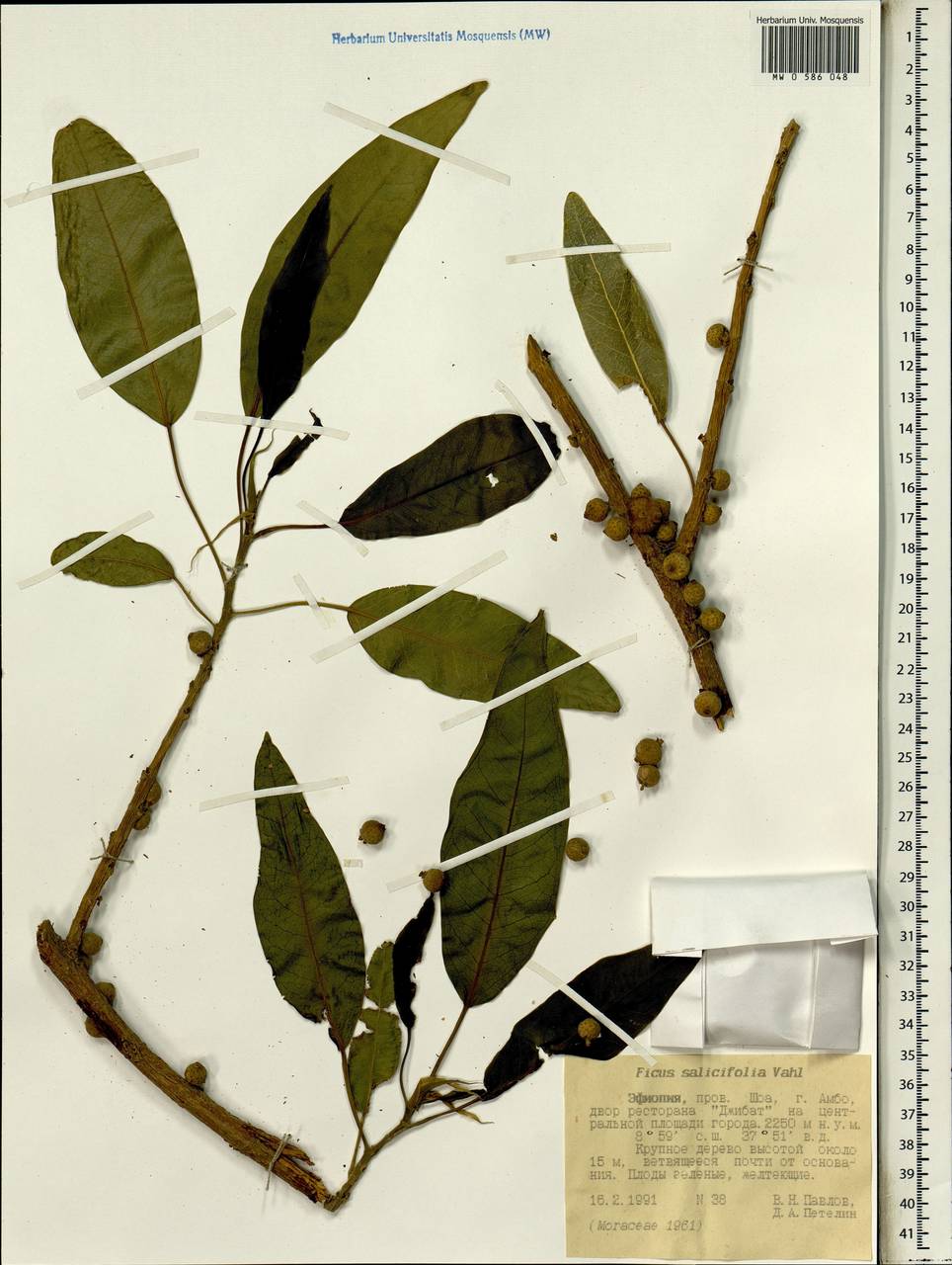 Ficus cordata subsp. salicifolia (Vahl) C. C. Berg, Africa (AFR) (Ethiopia)