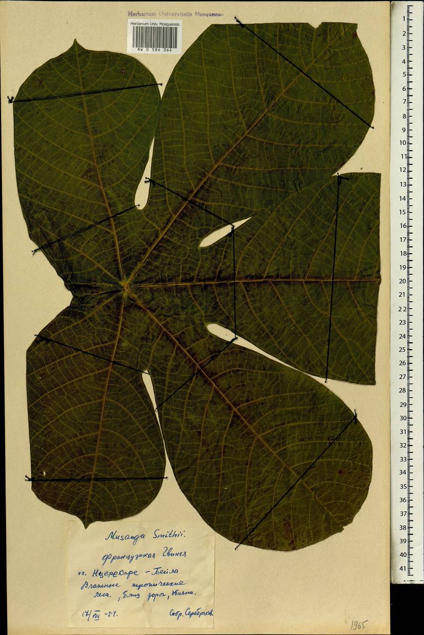 Musanga cecropioides R. Br. apud Tedlie, Africa (AFR) (Guinea)