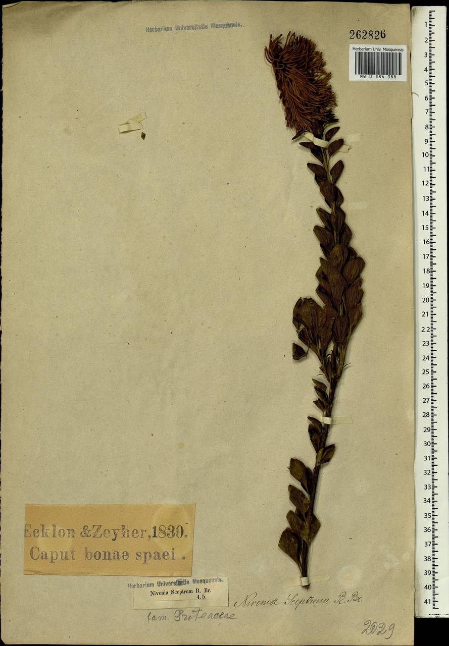 Paranomus sceptrum-gustavianus (Sparrm.) Hylander, Africa (AFR) (South Africa)
