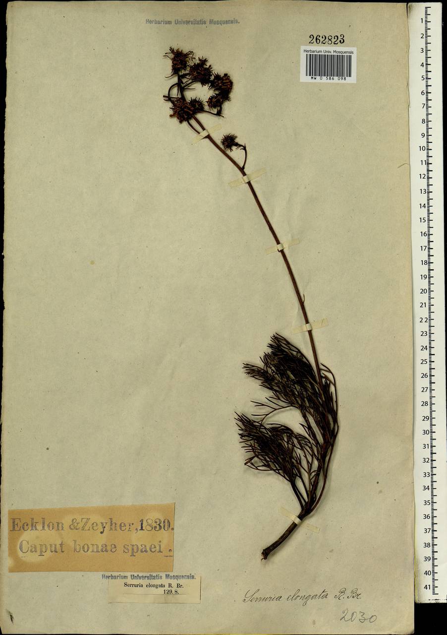 Serruria elongata (Berg.) R. Br., Africa (AFR) (South Africa)