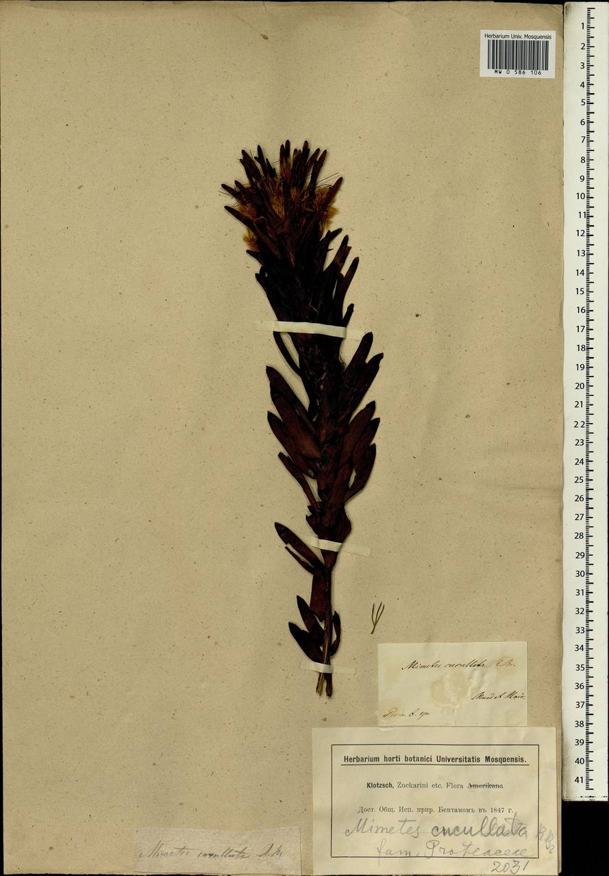 Mimetes cucullatus (L.) R. Br., Africa (AFR) (South Africa)