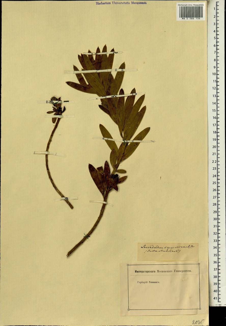 Leucadendron strobilinum (L.) Druce, Africa (AFR) (Not classified)