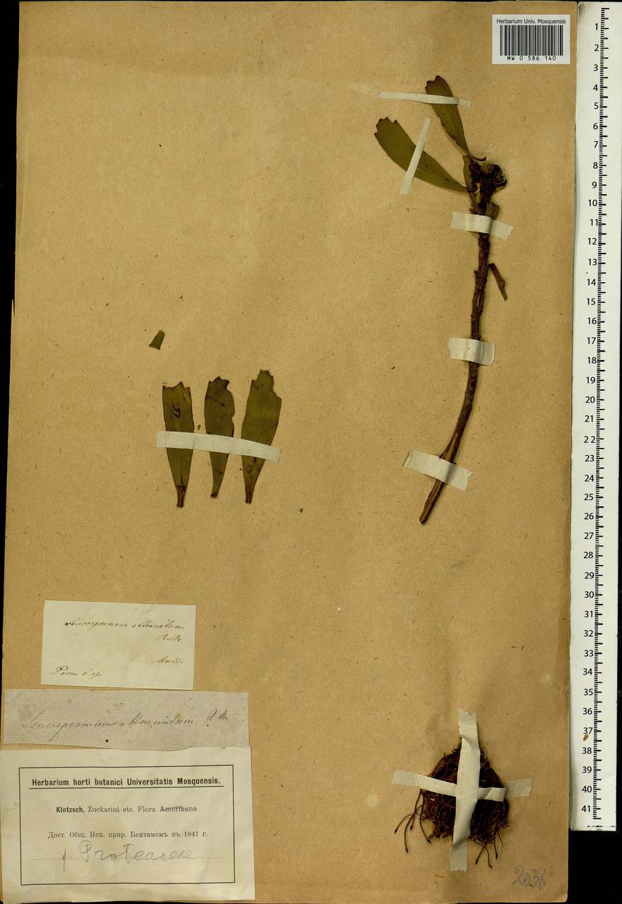 Leucospermum cuneiforme (Burm. fil.) Rourke, Africa (AFR) (South Africa)