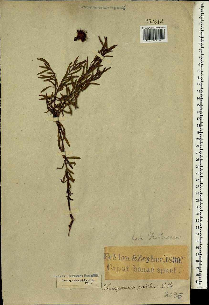 Diastella thymelaeoides subsp. thymelaeoides, Africa (AFR) (South Africa)