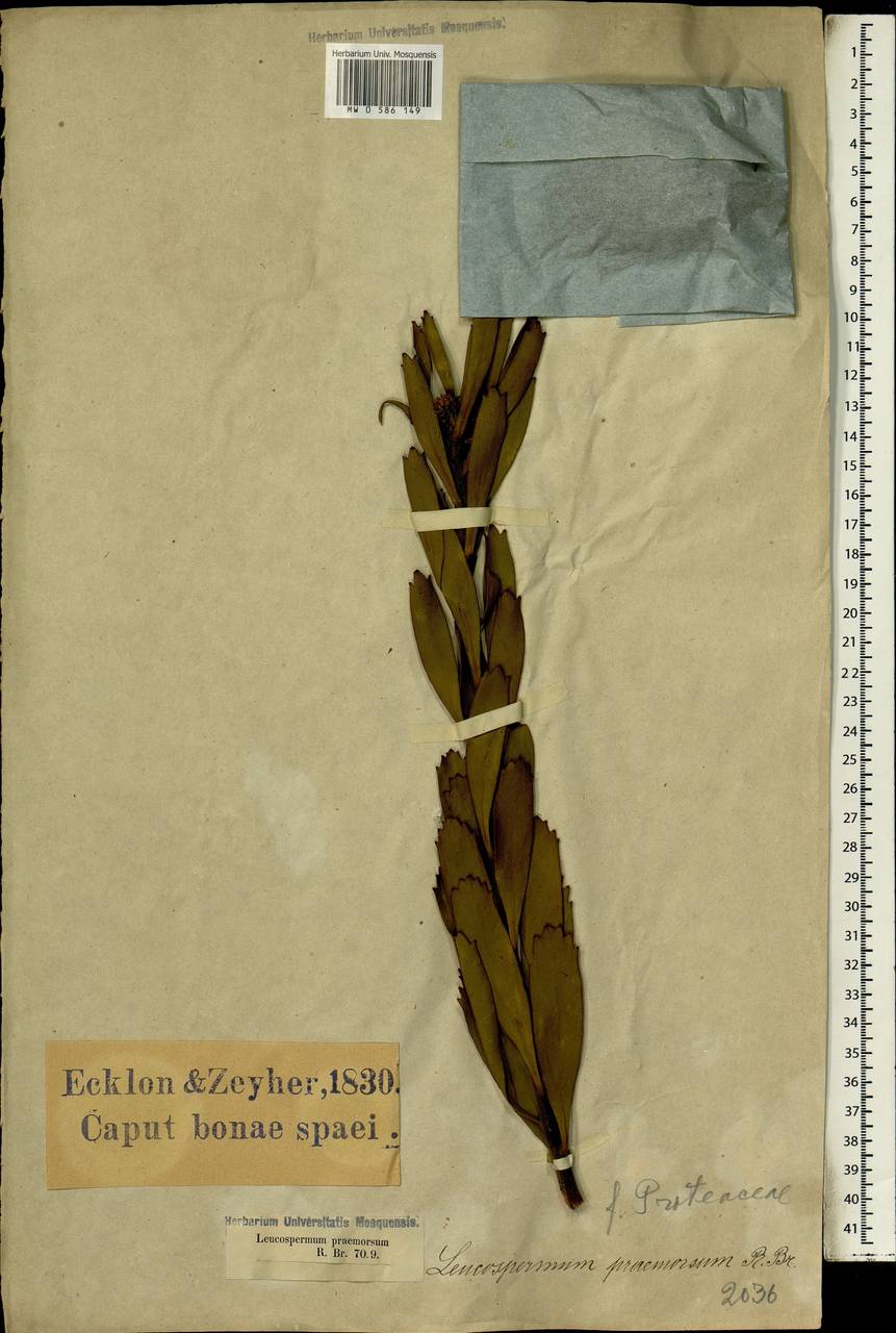Leucospermum praemorsum H.Buek ex Meissn., Africa (AFR) (South Africa)