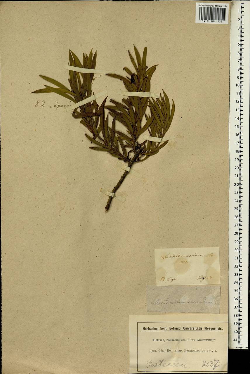 Leucadendron salignum P.J. Bergius, Africa (AFR) (South Africa)
