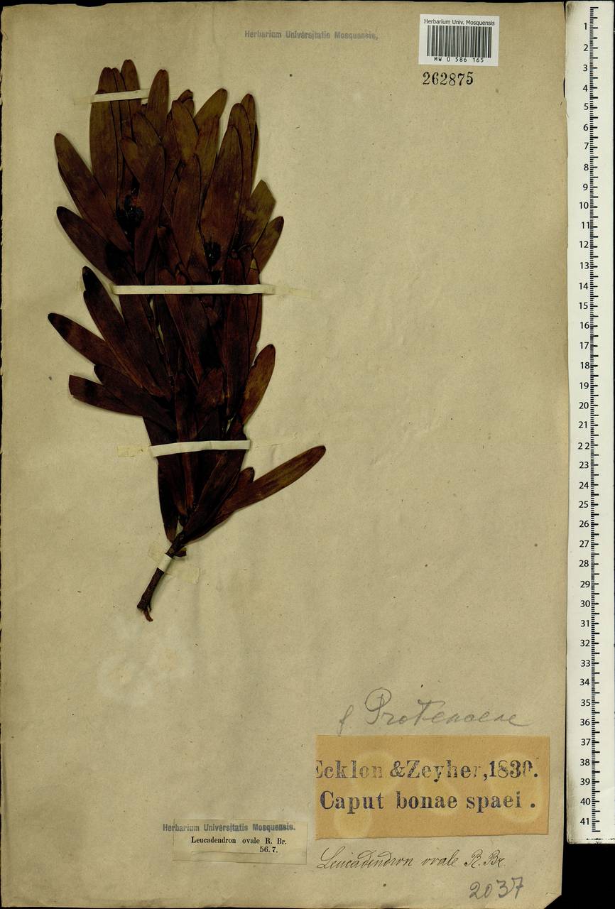 Leucadendron globosum (Kennedy ex Andrews) I. Williams, Africa (AFR) (South Africa)