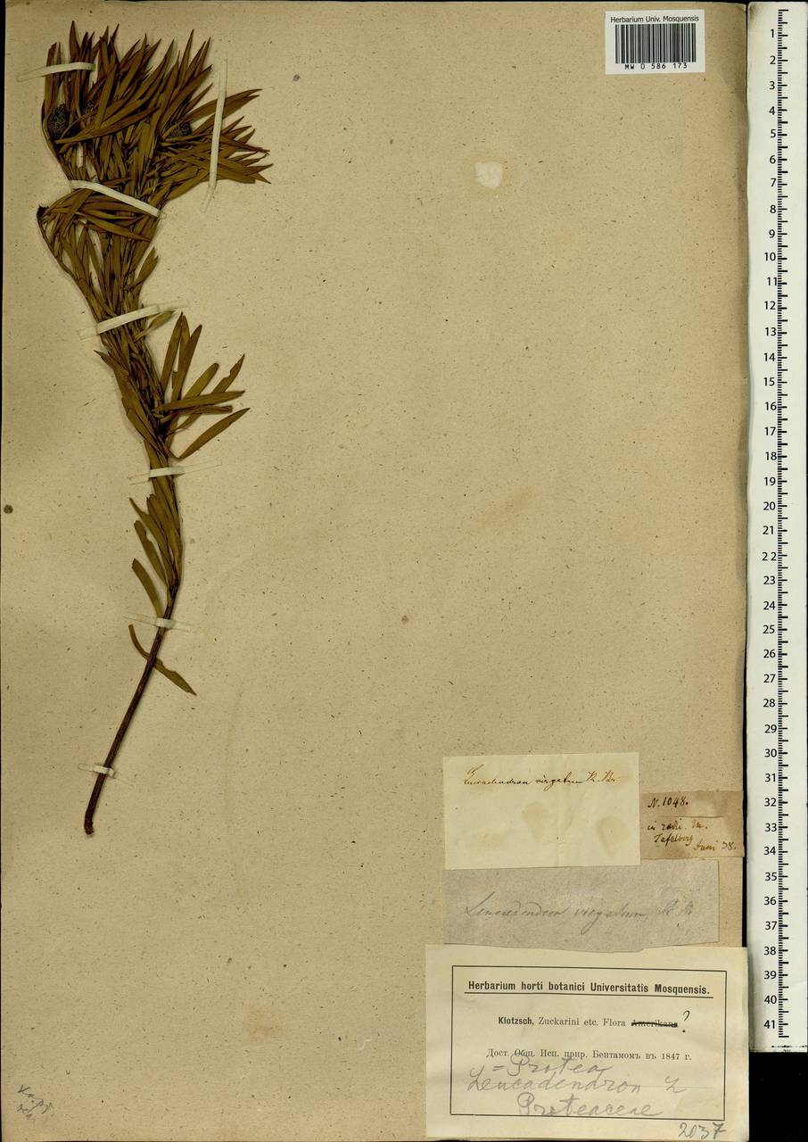 Leucadendron coniferum (Thunb.) Meissn., Africa (AFR) (South Africa)