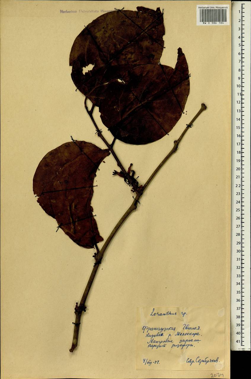 Loranthaceae, Africa (AFR) (Guinea)